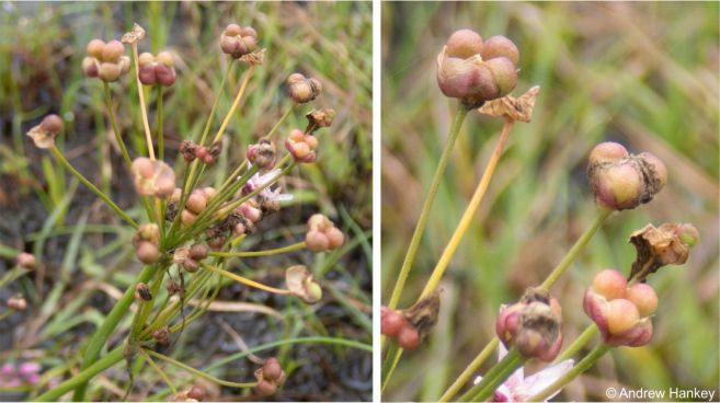 Developing seeds